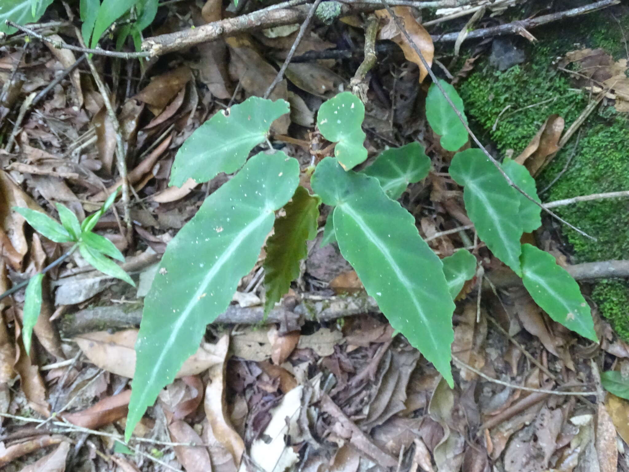 Image of Begonia angularis Raddi