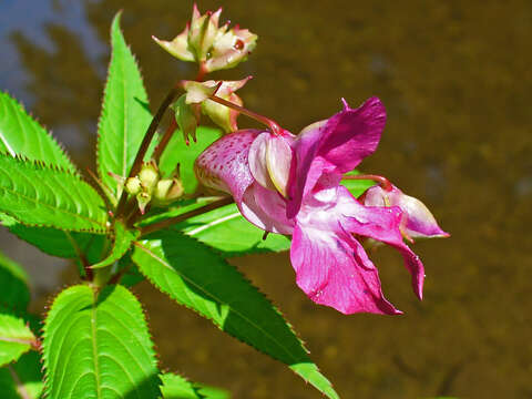 Image of Himalayan balsam