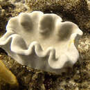 Image of Dimorphic Soft-Coral