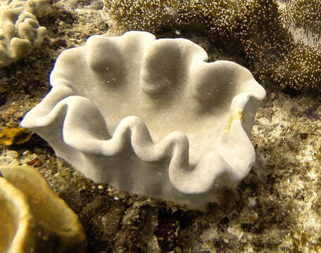 Image of Dimorphic Soft-Coral