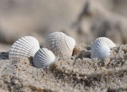 Image of brackish cockle