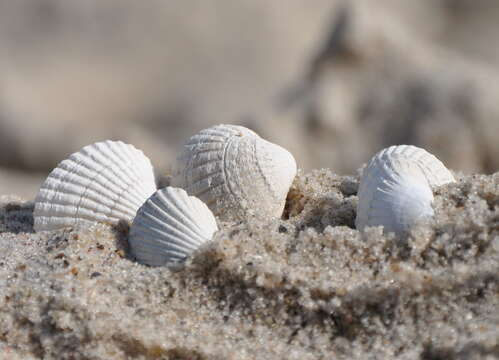 Image of brackish cockle