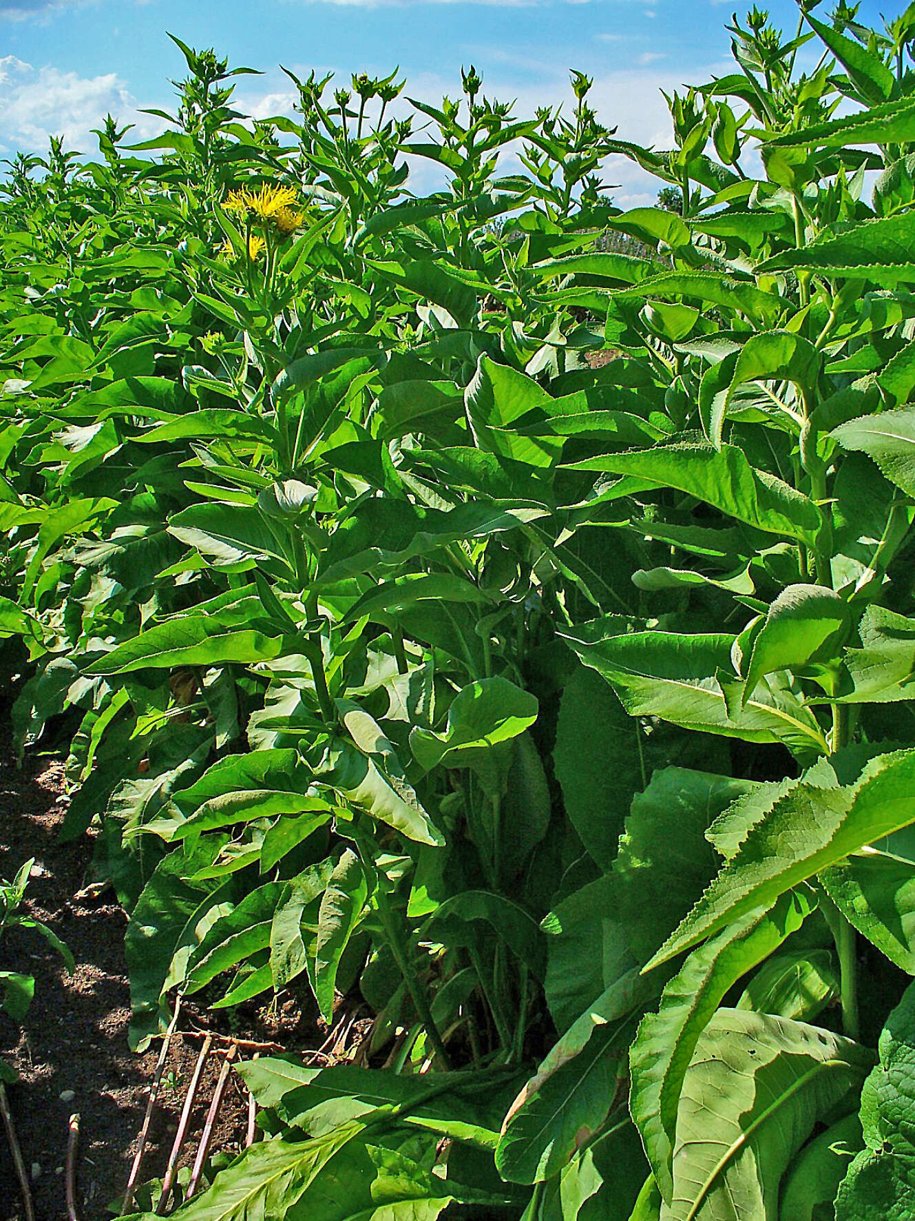 Inula helenium L. resmi