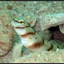 Image of Prawn-goby prawngoby shrimp-goby