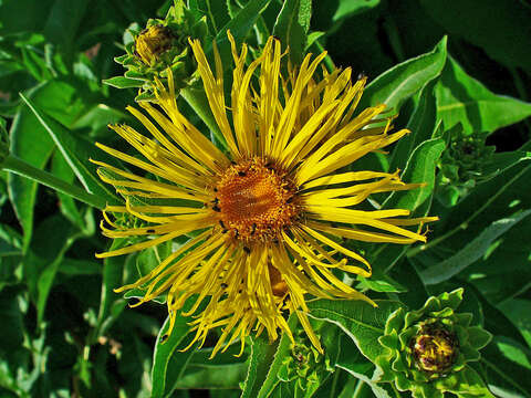 Image of Elecampane