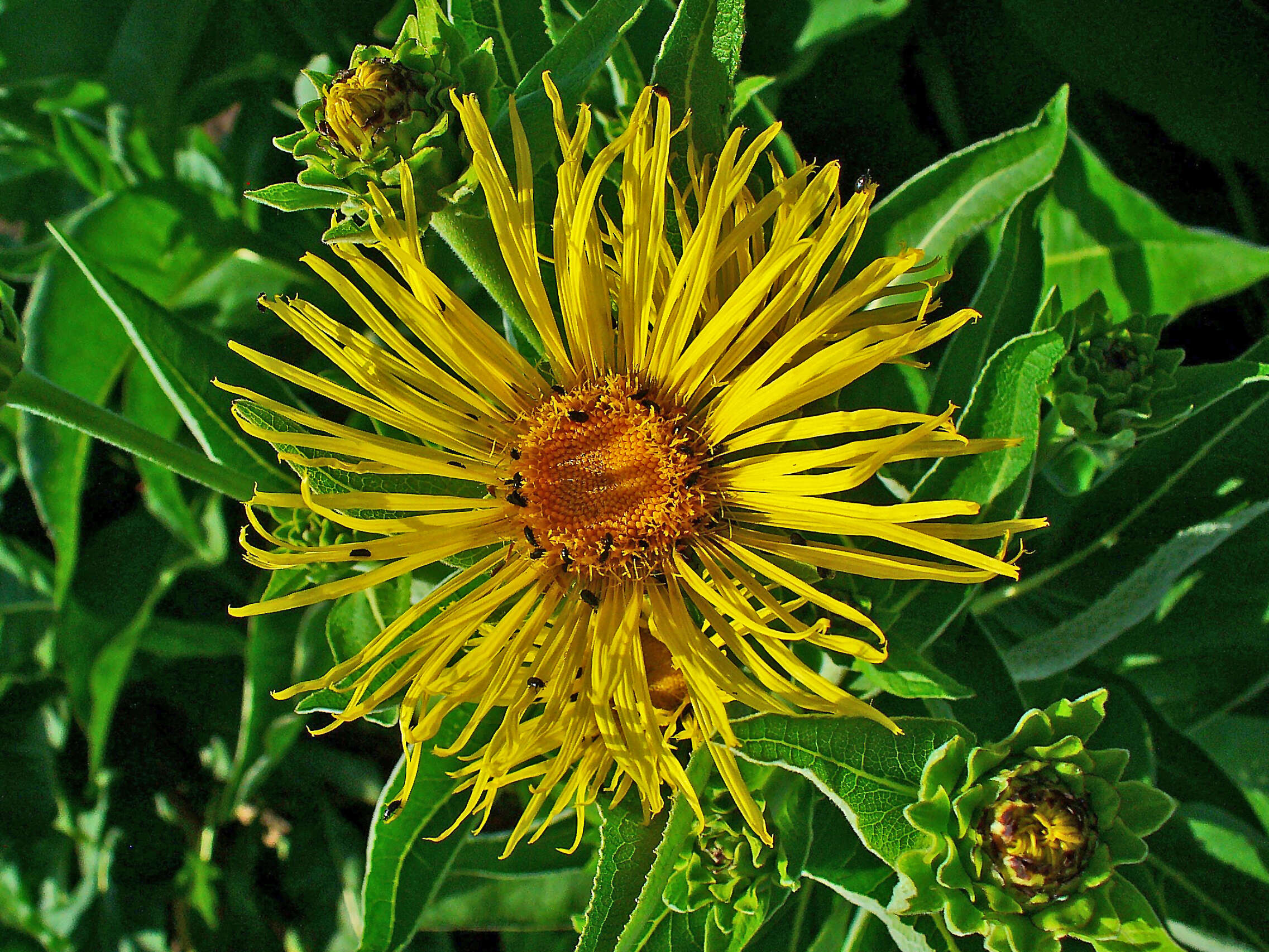 Inula helenium L. resmi