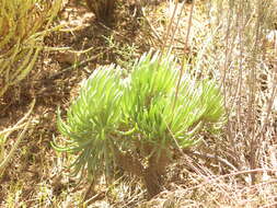 Tylecodon wallichii (Harv.) H. Tölken resmi