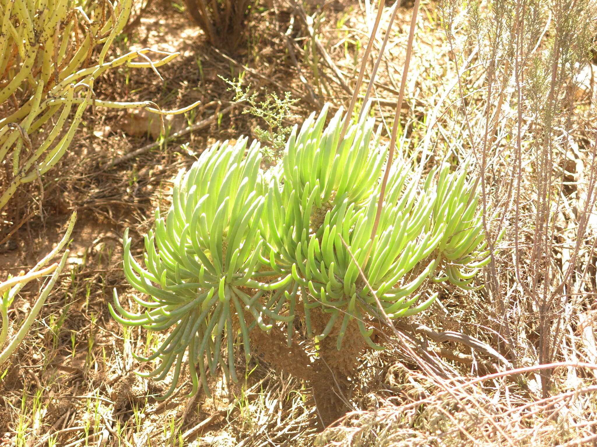 Imagem de Tylecodon wallichii (Harv.) H. Tölken