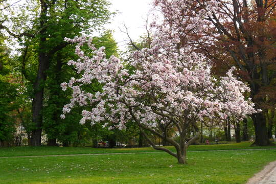 Image of Saucer magnolia