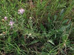 Image of spotted knapweed
