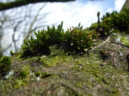 Image of orthotrichum moss