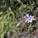 Rhododendron macrosepalum Maxim. resmi