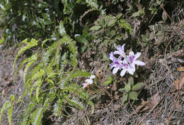 Plancia ëd Rhododendron macrosepalum Maxim.