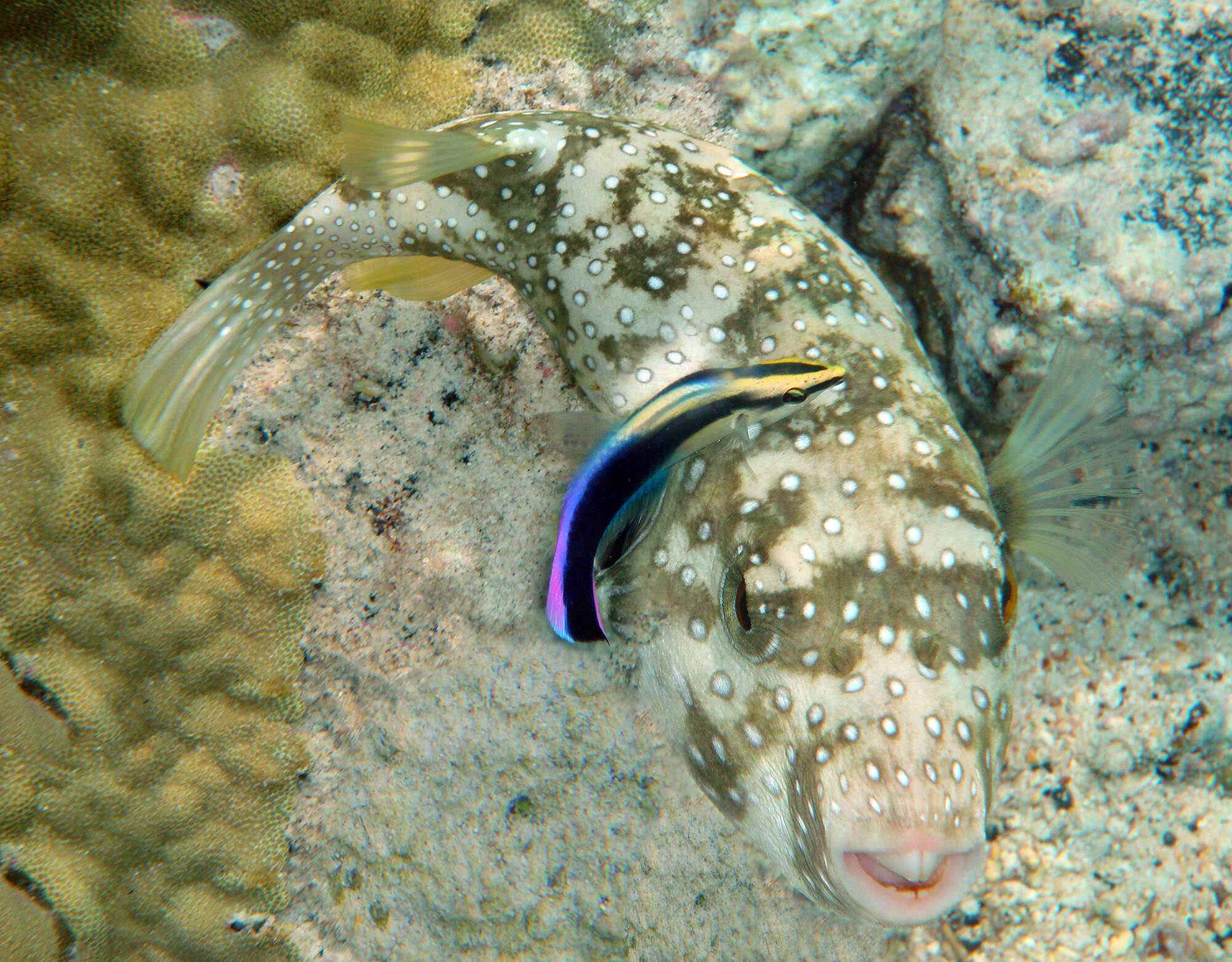 Image of Broadbarred Toadfish