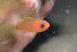 Image of Striped cardinalfish