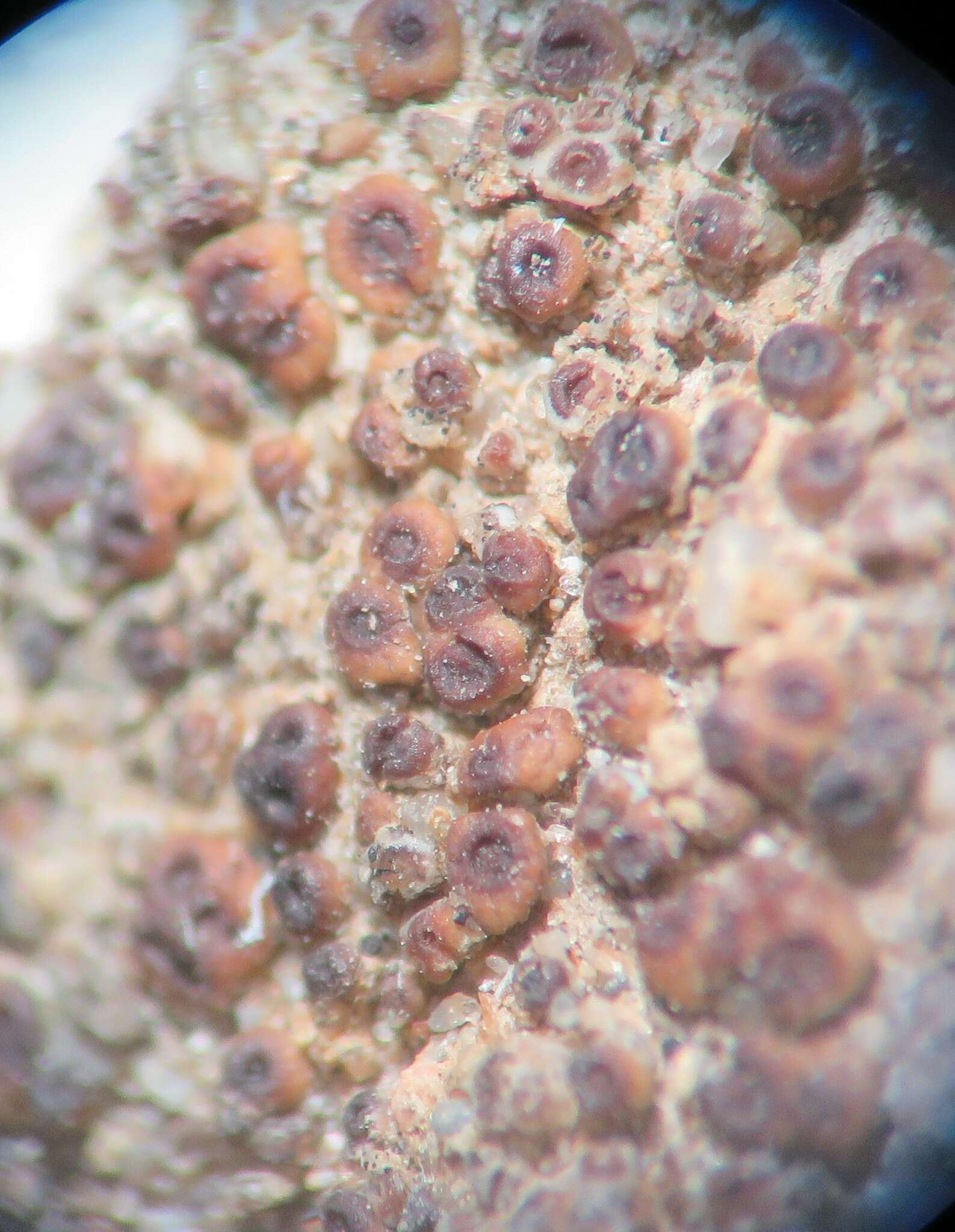 Image of Acarospora brattiae K. Knudsen