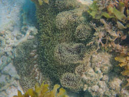 Image of merten's carpet anemone