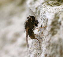 Image of dung-flies