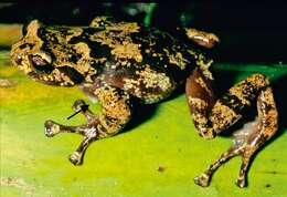 Image of Madagascar Climbing Frog
