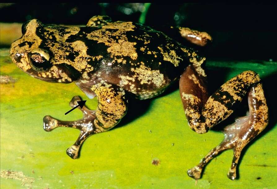 Image of Madagascar Climbing Frog