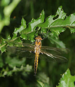 Image of eurasian baskettail