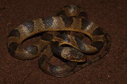 Image of Southwestern Cat-eyed Snake