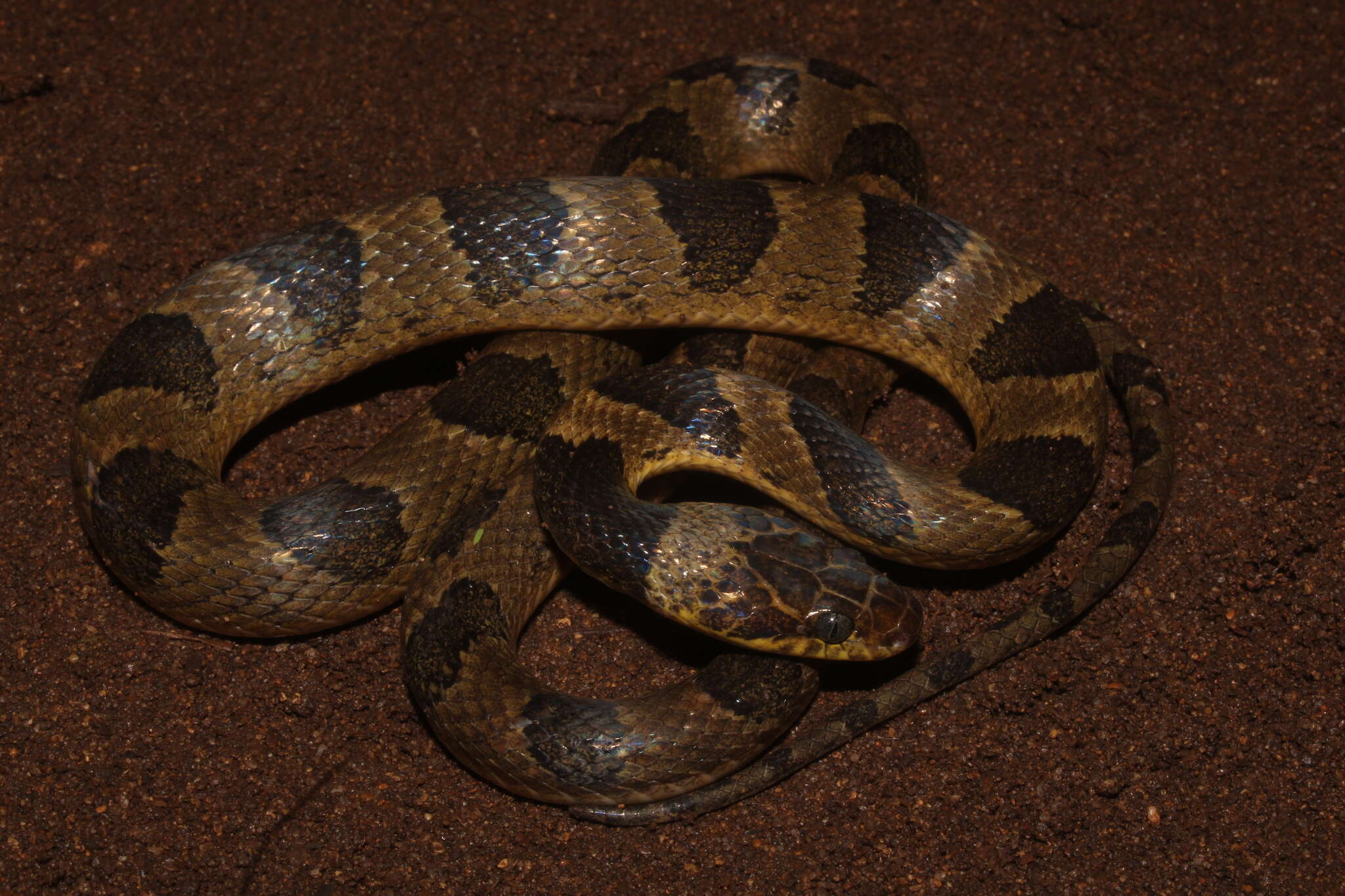 Image of Southwestern Cat-eyed Snake