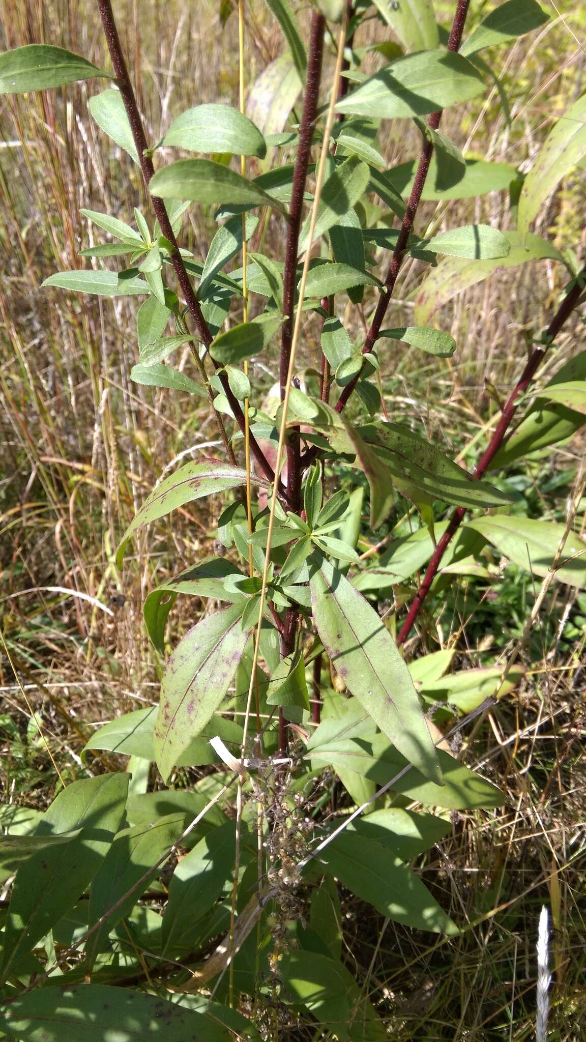 Image of showy goldenrod