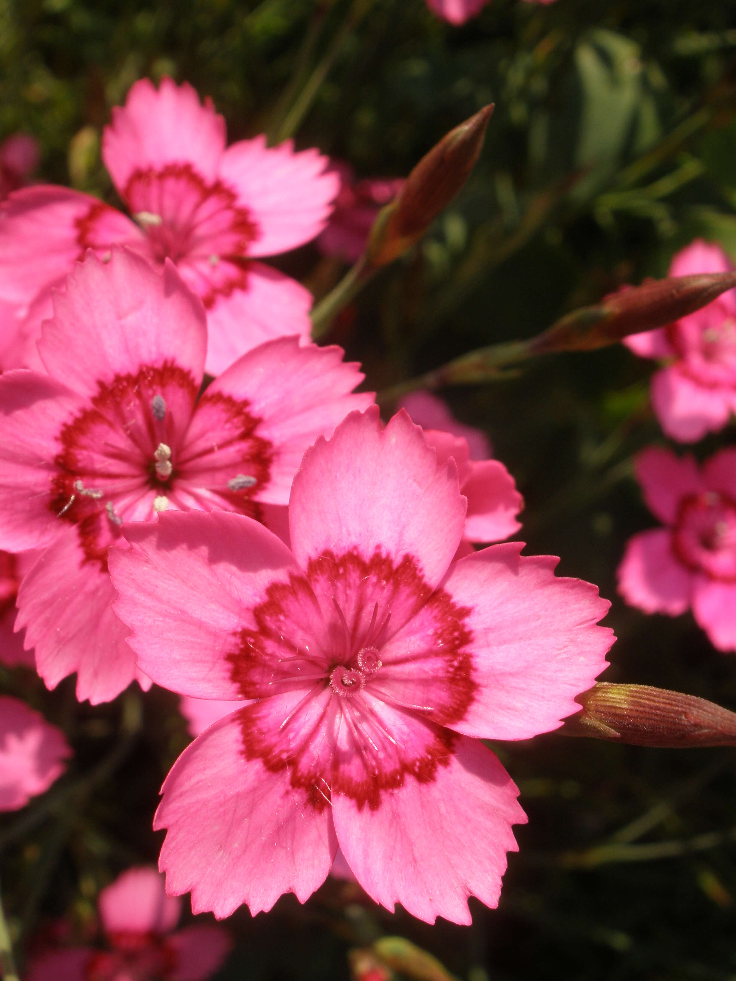 Слика од Dianthus deltoides L.