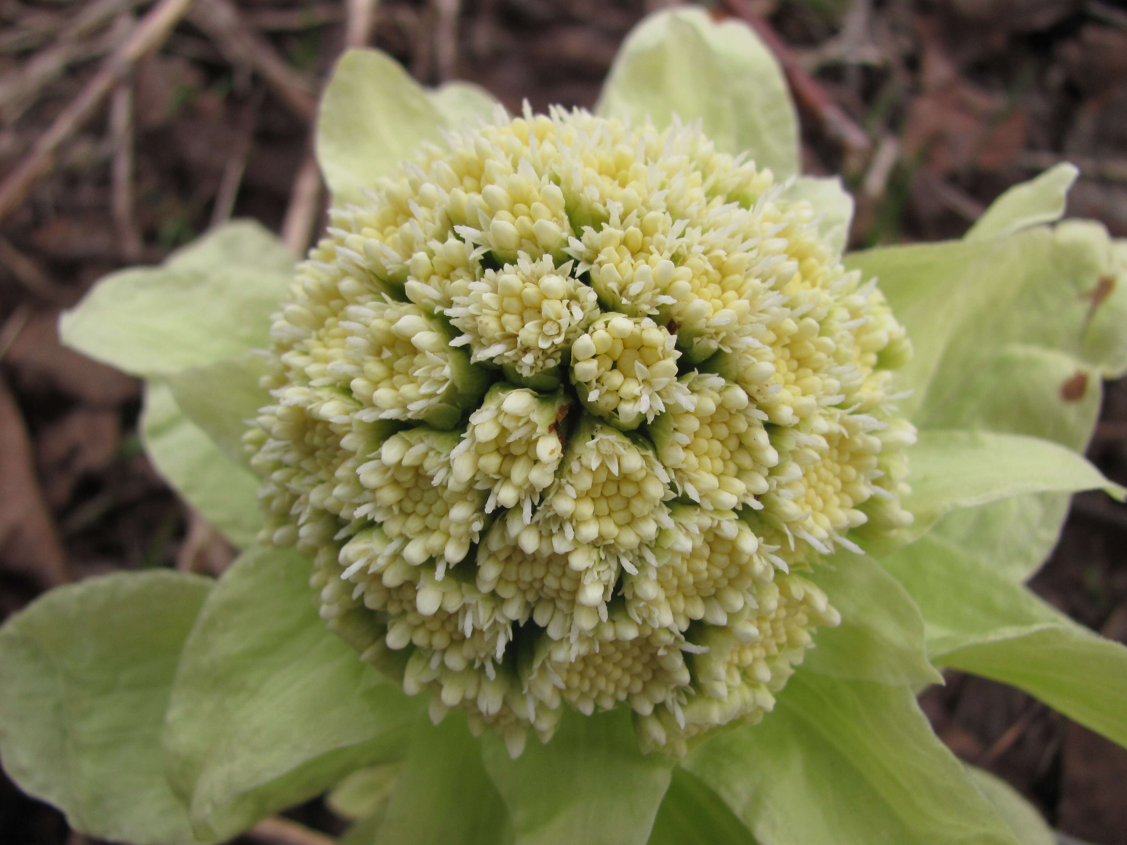 Image of Bog rhubarb