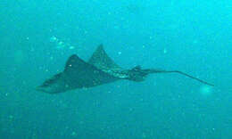 Image of Ocellated Eagle Ray