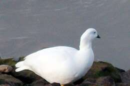 Image of Kelp Goose