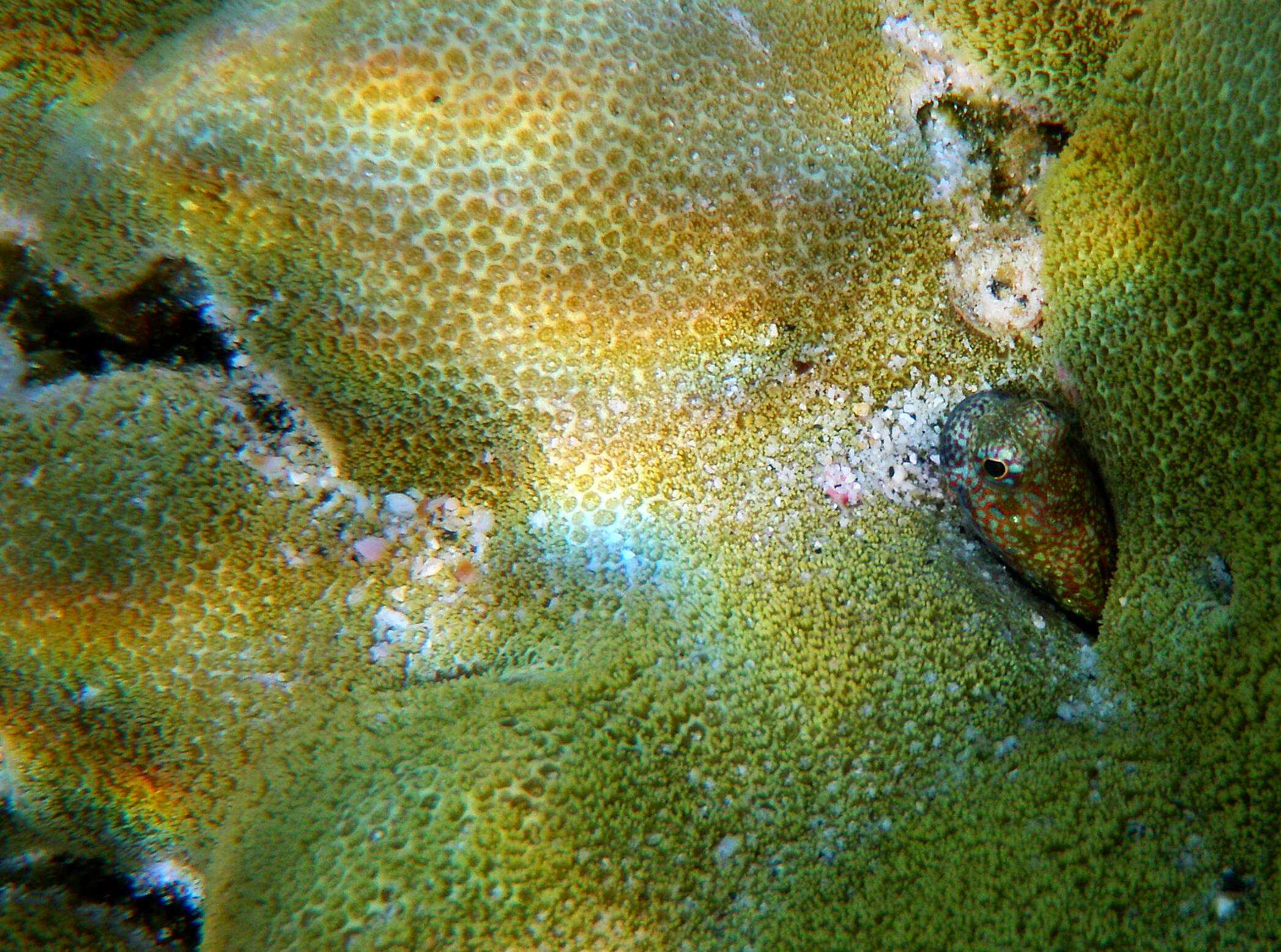 Image of Hump-headed Blenny