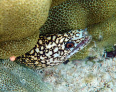 Image of Abbott's moray eel