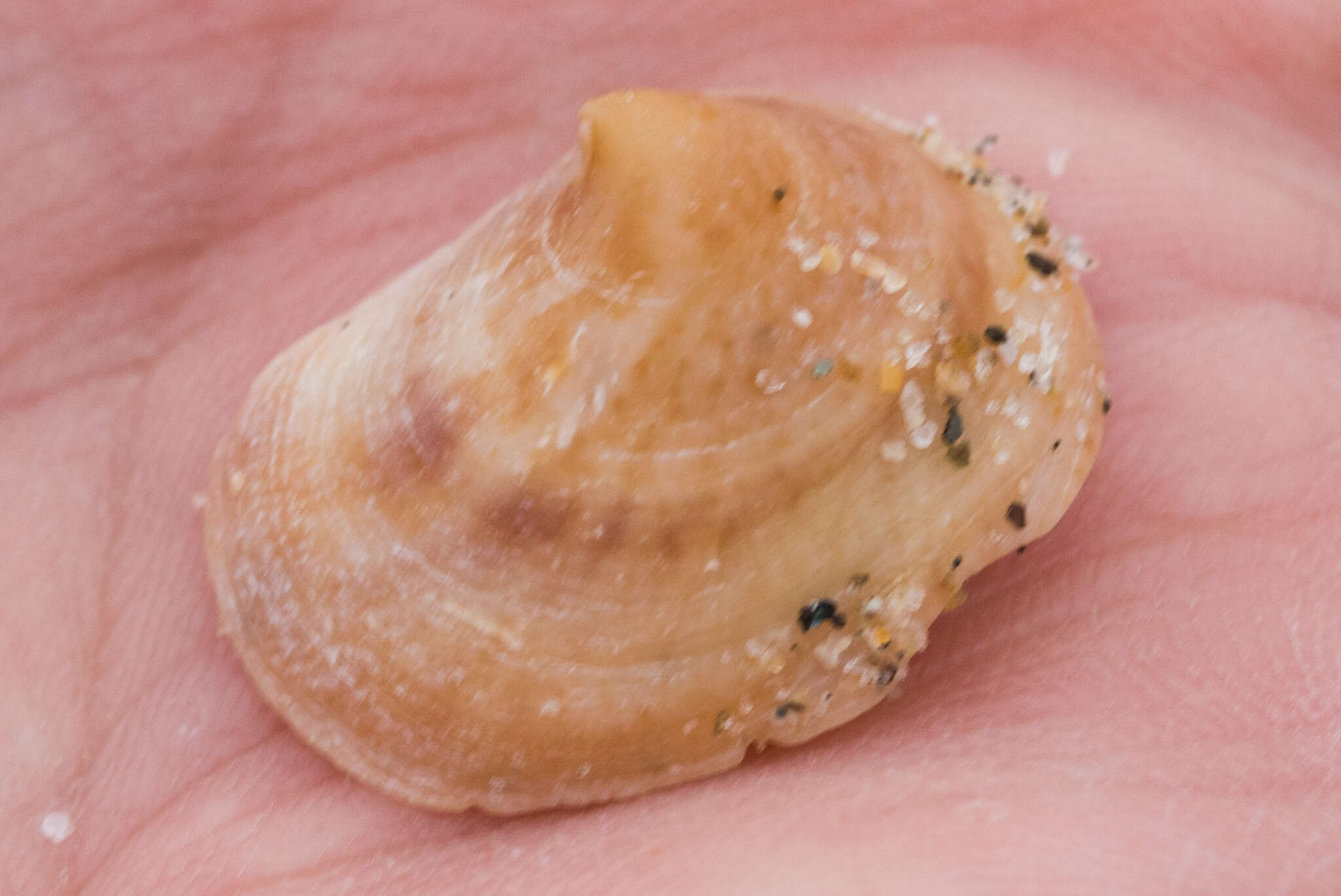 Image of Spiny cup and saucer shell