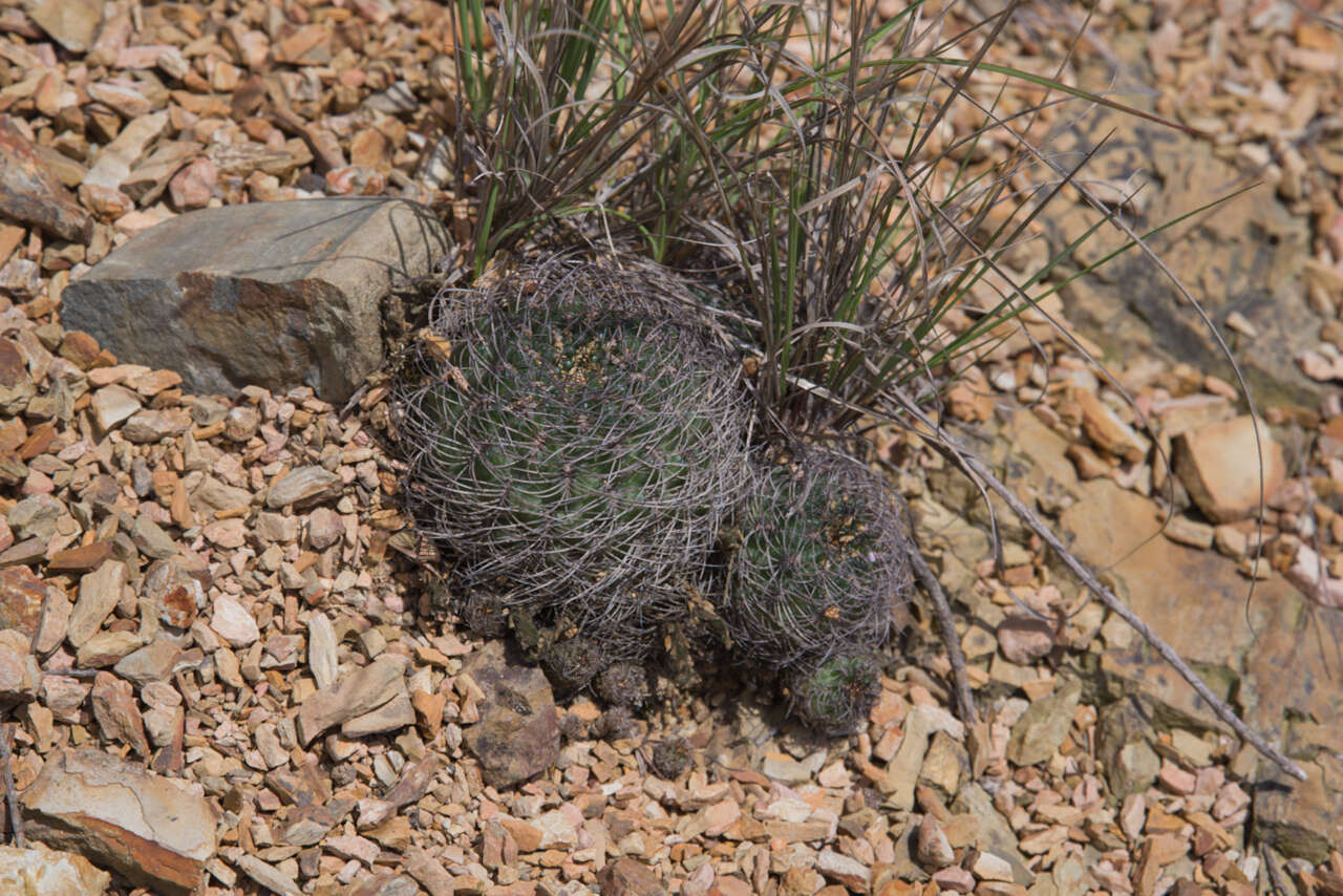 Image de Rebutia oligacantha (F. H. Brandt) D. R. Hunt