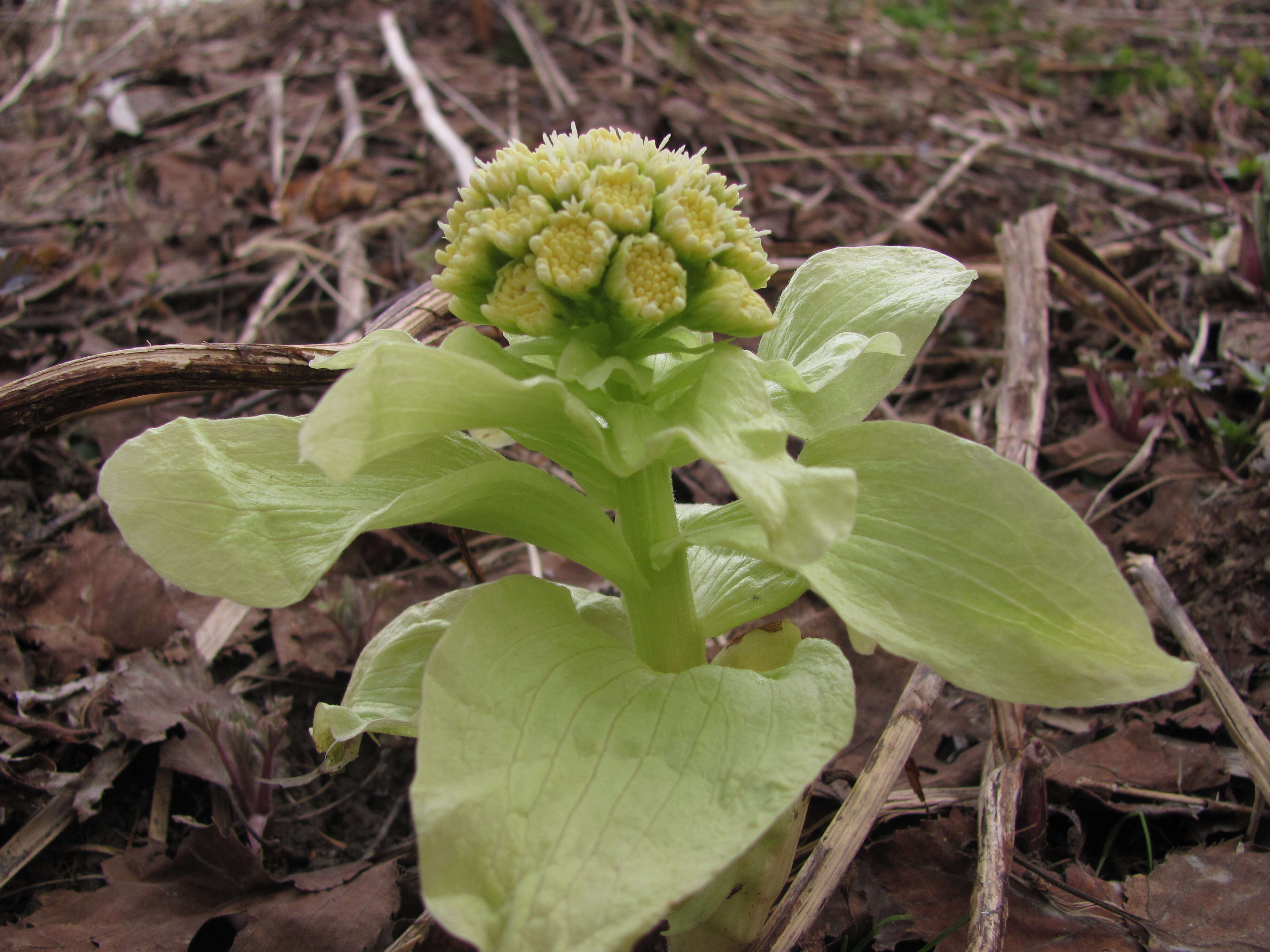 Image of Bog rhubarb