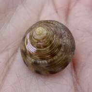 Image of Calliostoma gloriosum Dall 1871