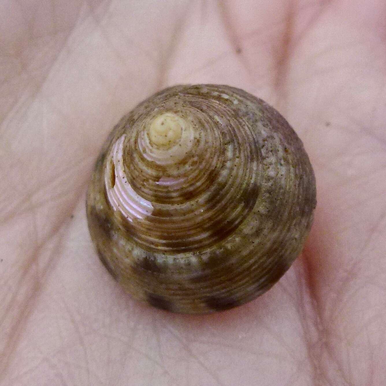 Image of Calliostoma gloriosum Dall 1871