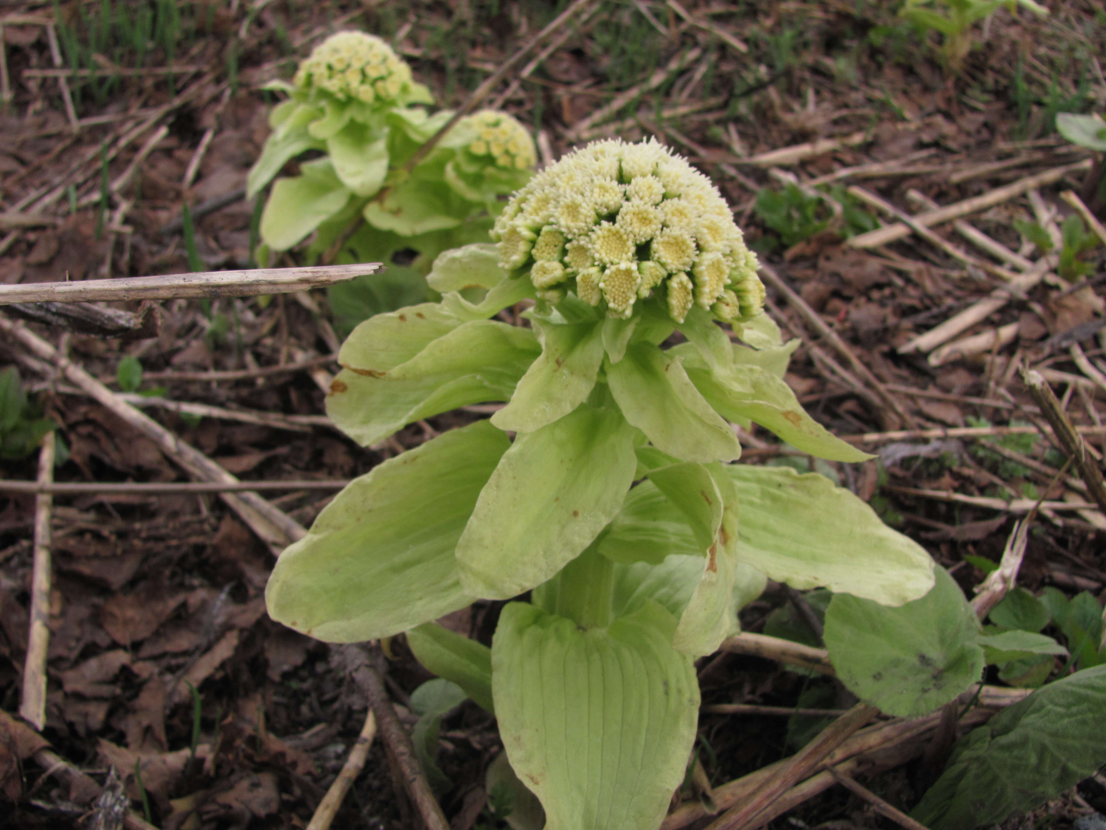 Image of Bog rhubarb