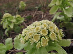 Image of Bog rhubarb