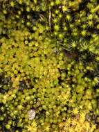 Imagem de Rosulabryum campylothecium Spence 1996