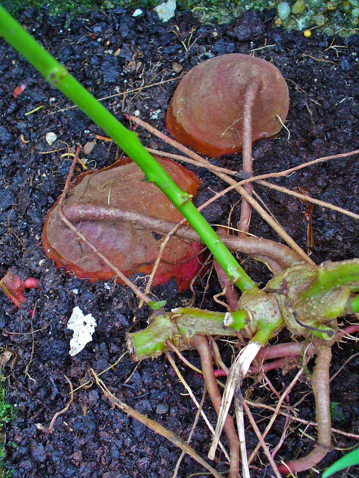 Image of sweet potato