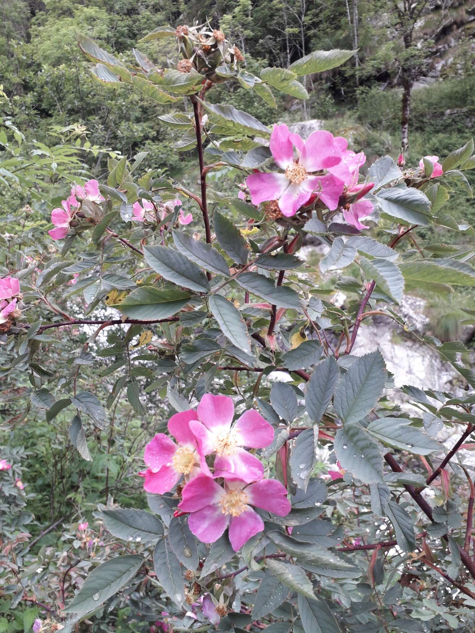 Plancia ëd Rosa glauca Pourret