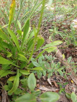 Image of Silene saxatilis Sims