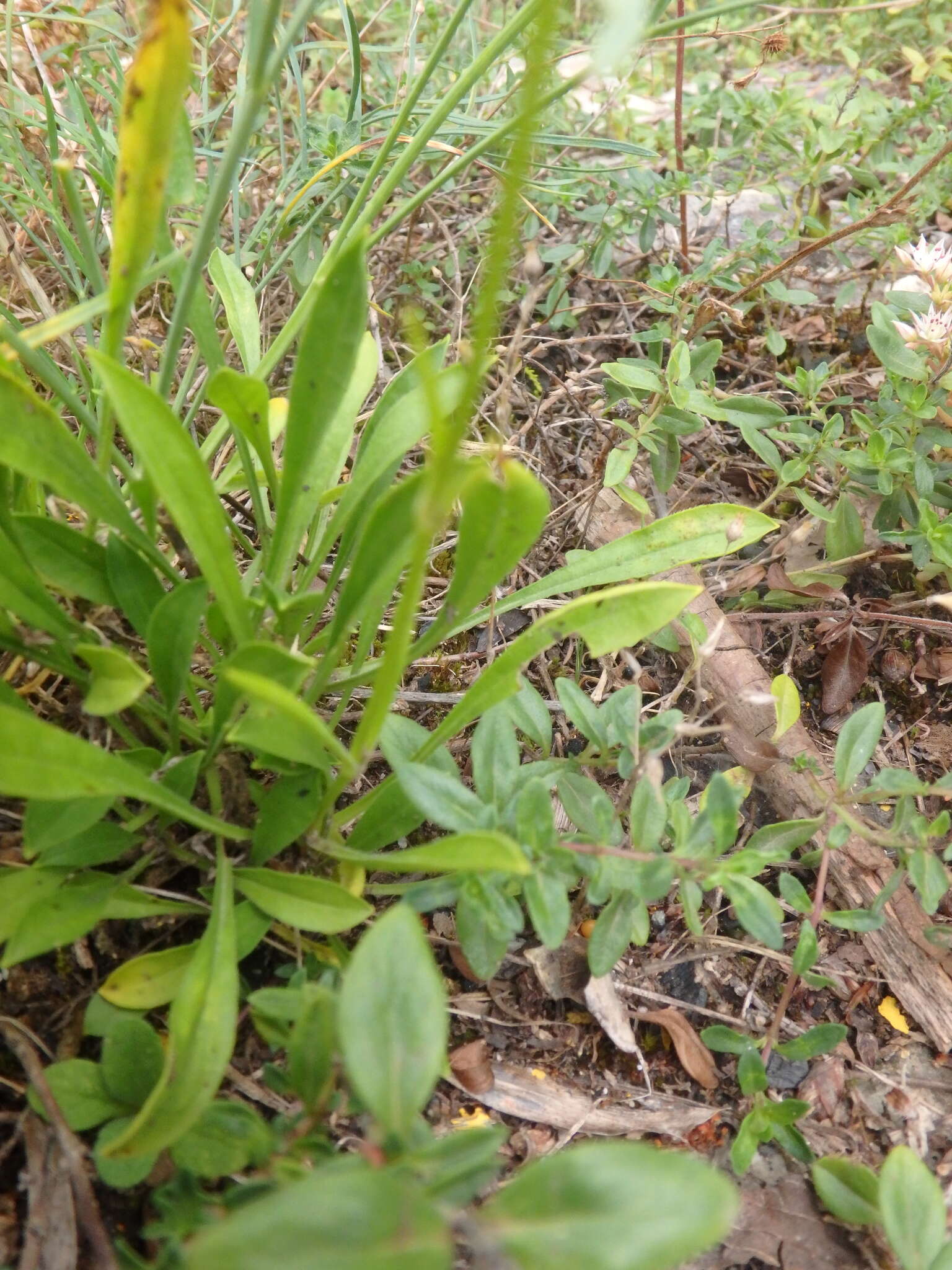 Image de Silene saxatilis Sims