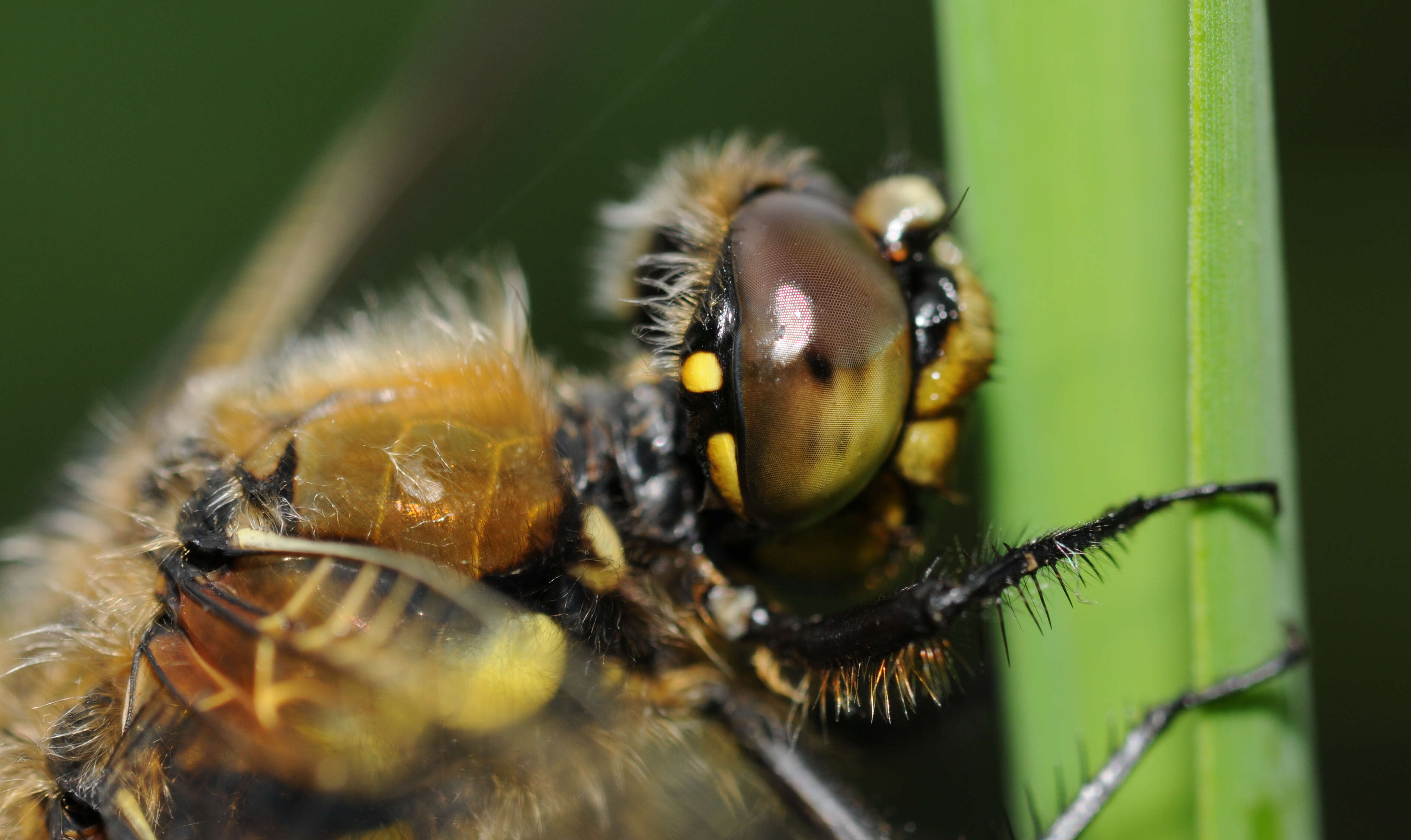 Image of Four-spotted Chaser