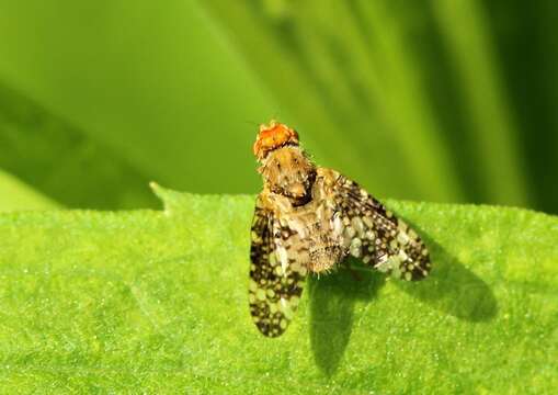 Image of Oxyna parietina (Linnaeus 1758)