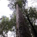 Image de Dacrydium cupressinum Sol. ex G. Forst.