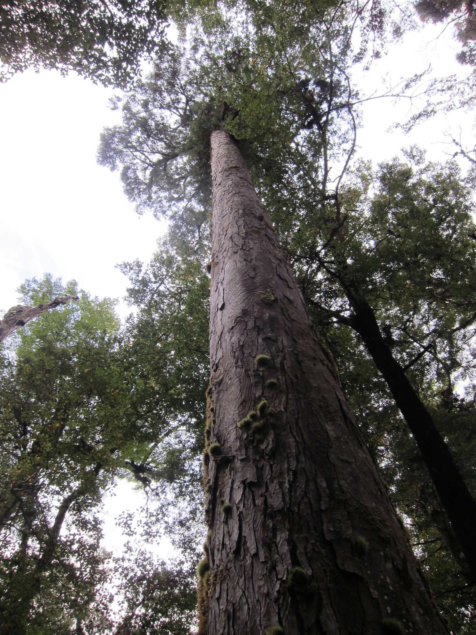 Image of Dacrydium